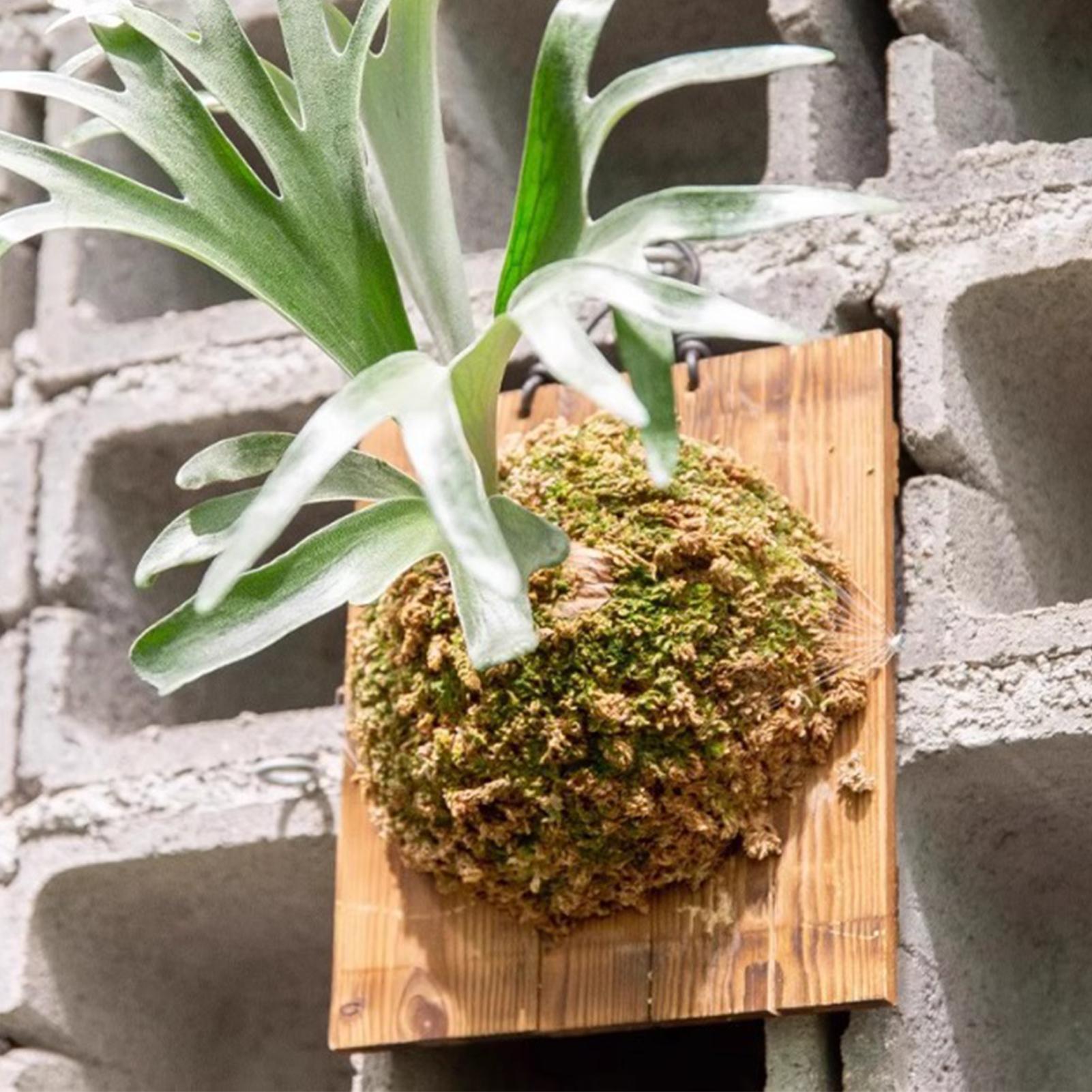 Plant Parents - 1 Buah Papan Gantung Pakis Staghorn
