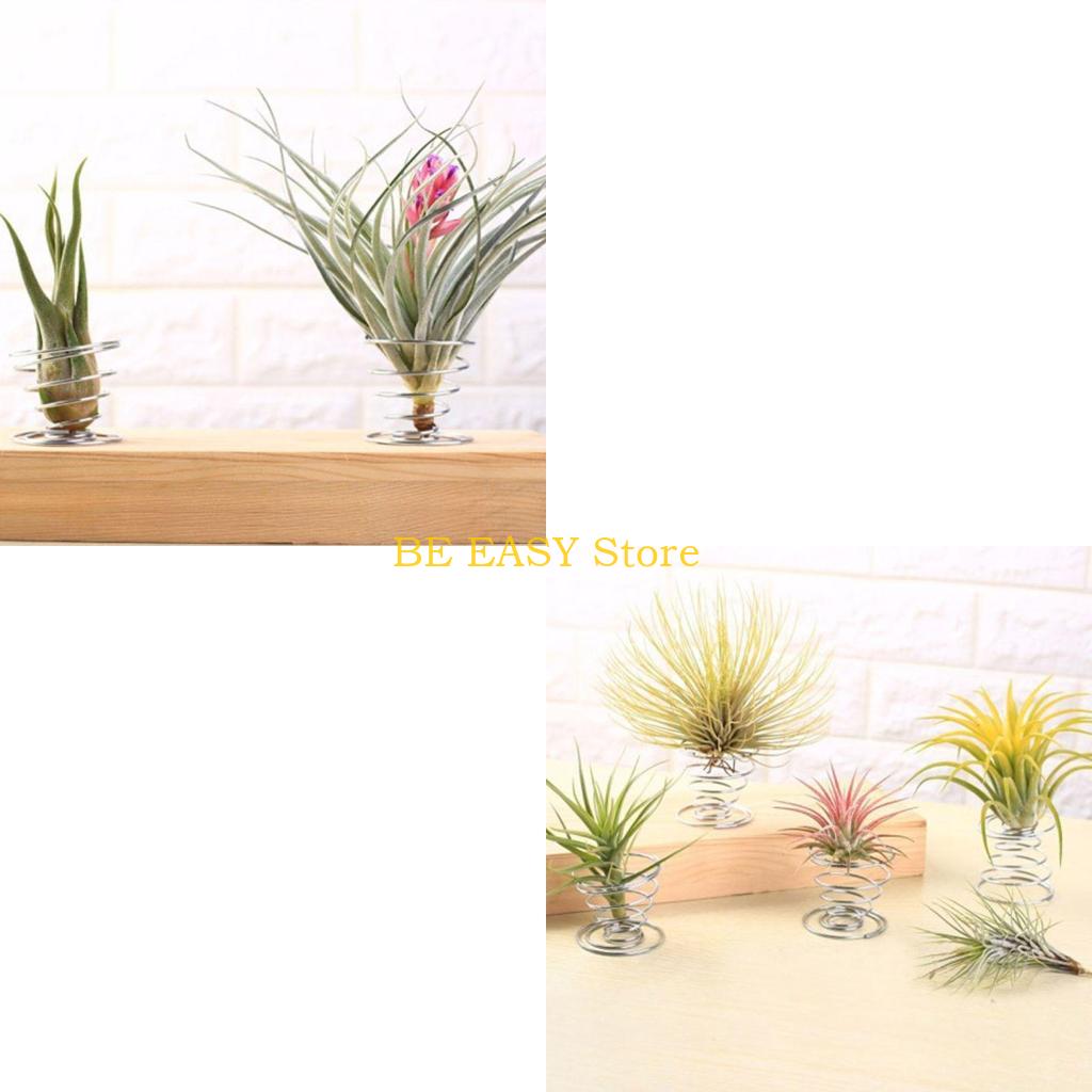 E28F Set 20 Tanaman Rumah Trop - Air Plant Tillandsia ulasan dan harga