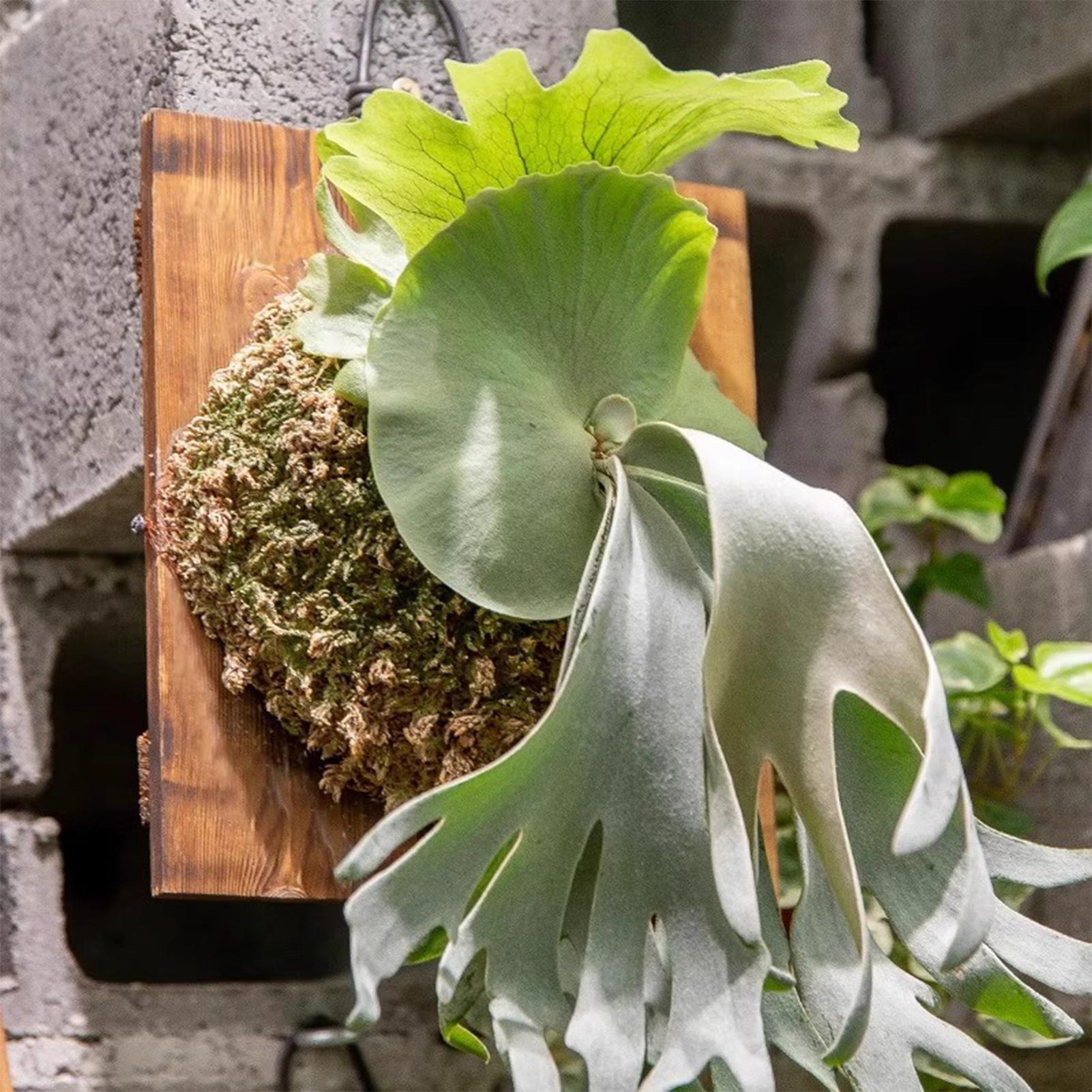 1 Buah Papan Gantung Pakis Sta - Plant Parents ulasan dan harga