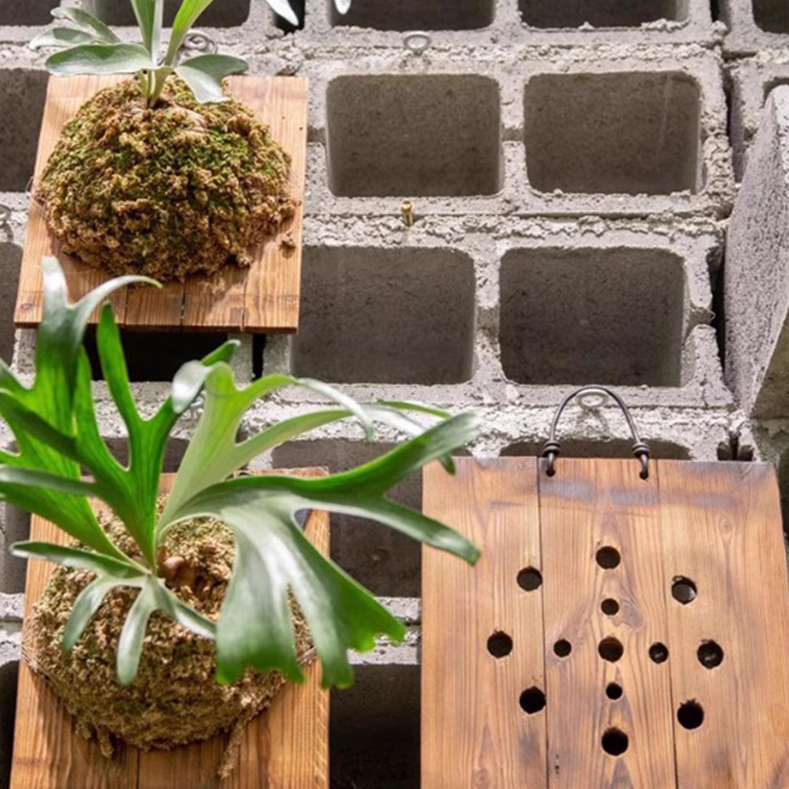 1 Buah Papan Gantung Pakis Sta - Plant Parents ulasan dan harga