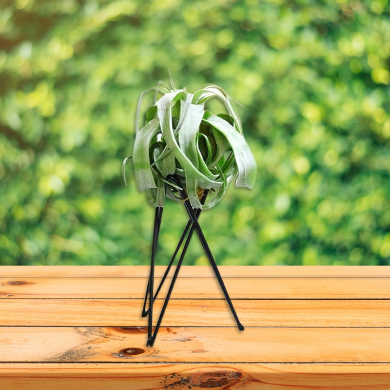 Tempat Tanaman Udara Pot Bunga - Air Plant Tillandsia ulasan dan harga