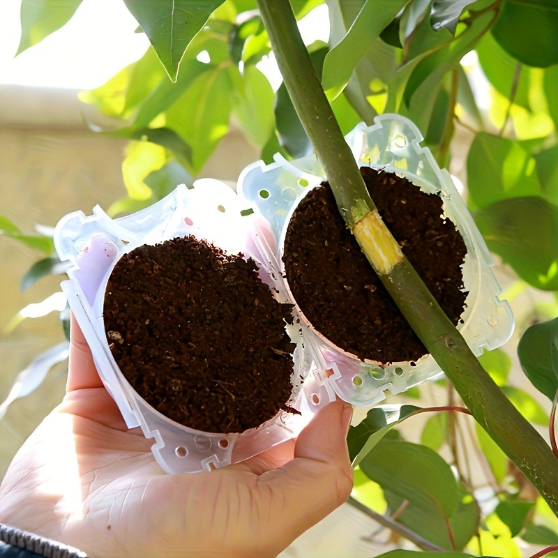 10pcs Set Kotak Perbanyakan Ta - Plant Parents ulasan dan harga